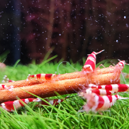 Crevettes red crystal