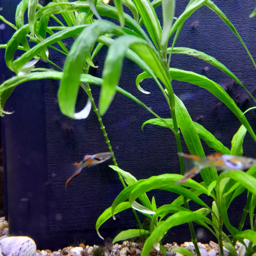Guppy Endler