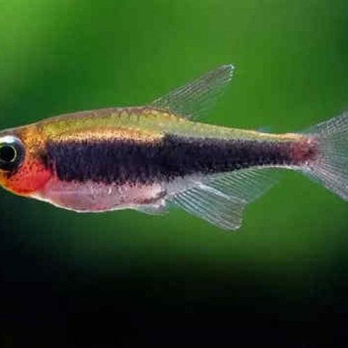Tucanoichthys tucano