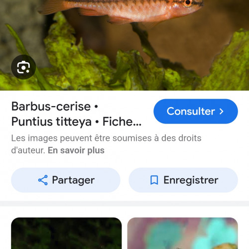 Barbus cerise