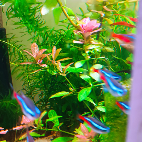 Hygrophila polysperma rosaenervig