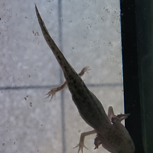 Axolotl