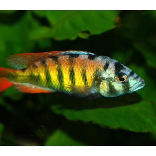haplochromis CH 44