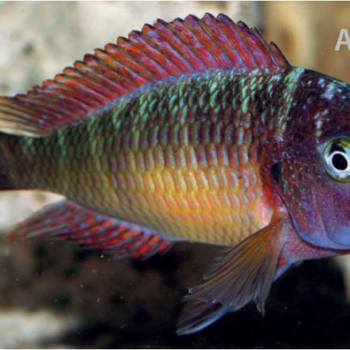 tropheus red rainbow kasanga