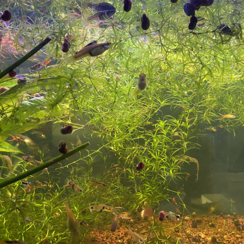 Aquarium