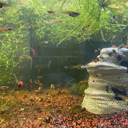Aquarium