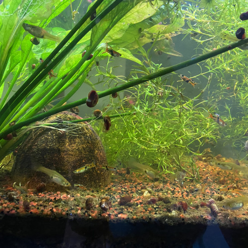 Aquarium