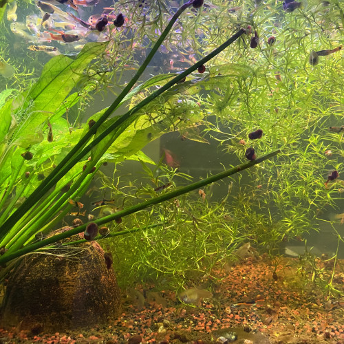 Aquarium