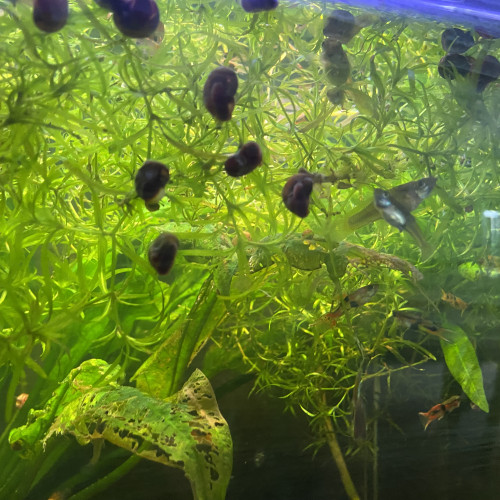 Aquarium