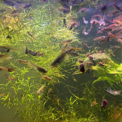 Aquarium