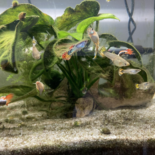 A vendre: Guppys