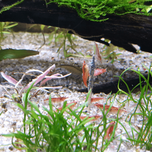 Crevettes Red Cherry
