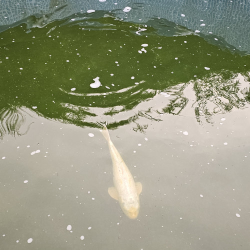 Poisson Carpe Koi différentes couleurs, différentes tailles