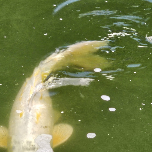 Poisson Carpe Koi différentes couleurs, différentes tailles