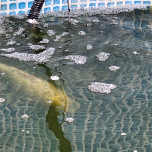 Poisson Carpe Koi différentes couleurs, différentes tailles