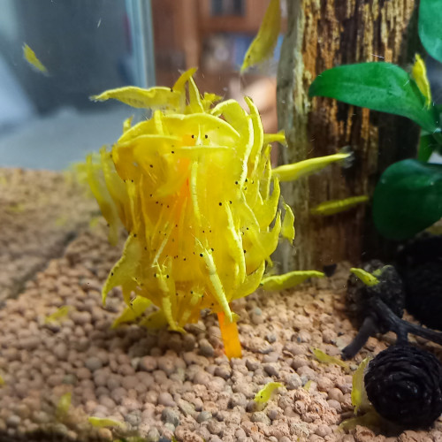 CREVETTES YELLOW NÉON