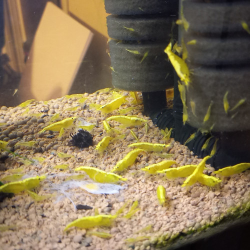 CREVETTES YELLOW NÉON