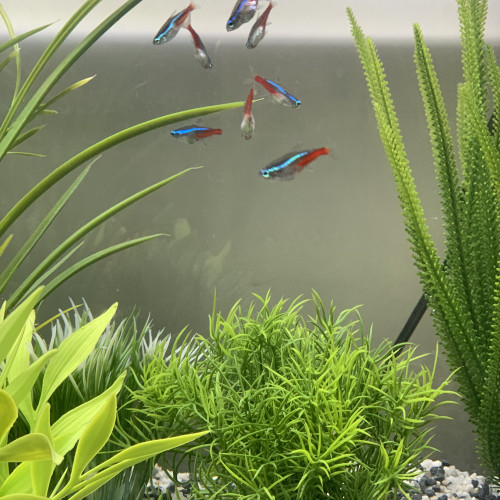 Aquarium de 85L avec poissons et meuble