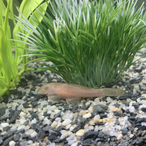 Aquarium de 85L avec poissons et meuble