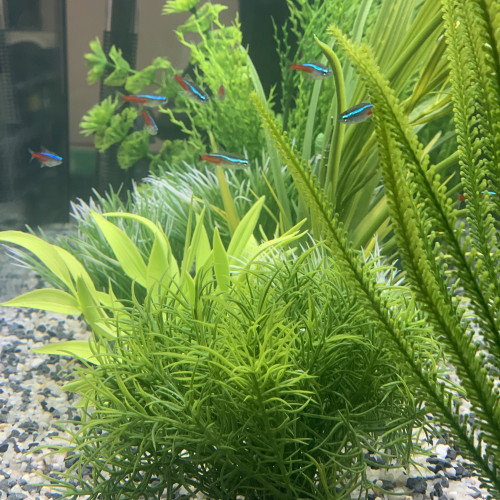 Aquarium de 85L avec poissons et meuble