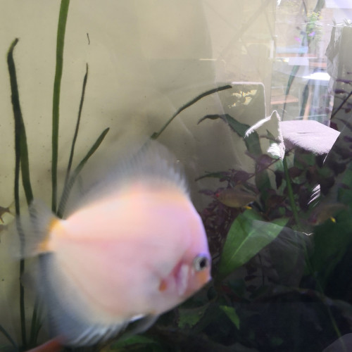 Discus albinos