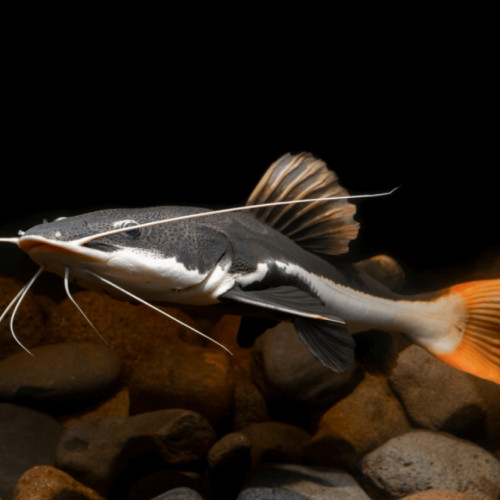 PHRACTOCEPHALUS HEMIOLIOPTERUS - POISSON-CHAT À QUEUE ROUGE 50-60CM