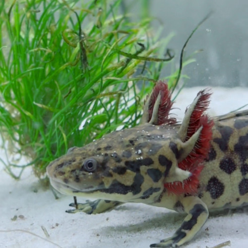 Ambystoma Andersoni