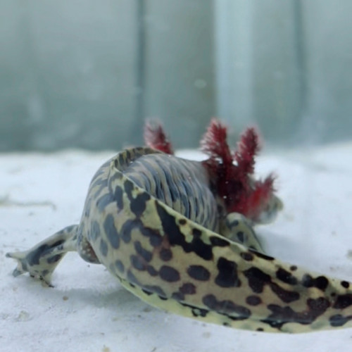 Ambystoma Andersoni