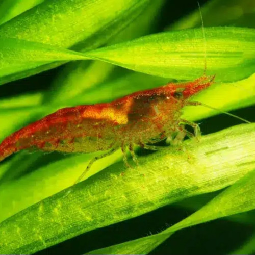 Crevettes rouges
