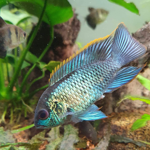 Acara Bleu