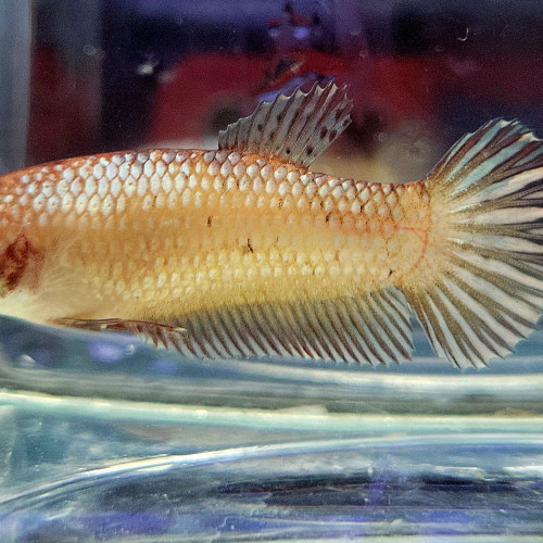 N°: 11 betta plakat koi copper femelle