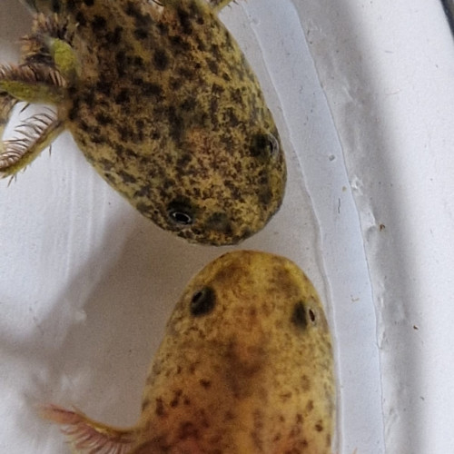 Axolotls dispos Copper et sauvages