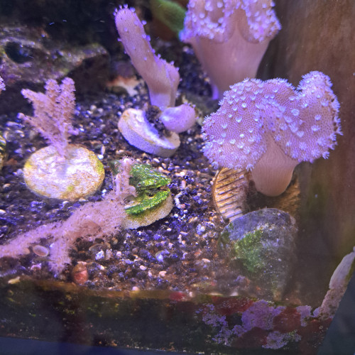 Divers coraux mous et gorgonnes à vendre