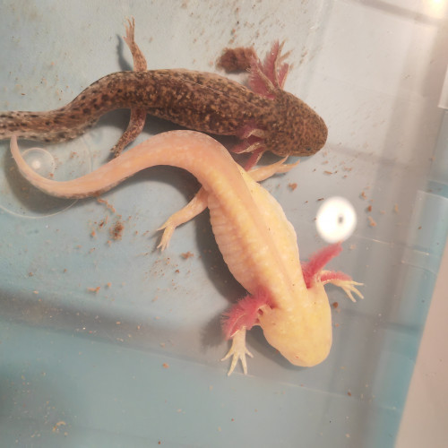 Axolotls