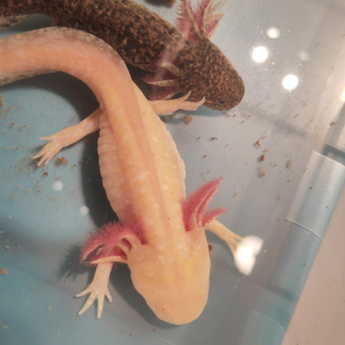 Axolotls