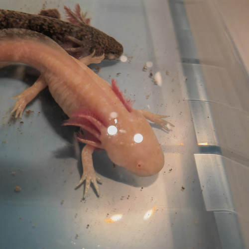 Axolotls