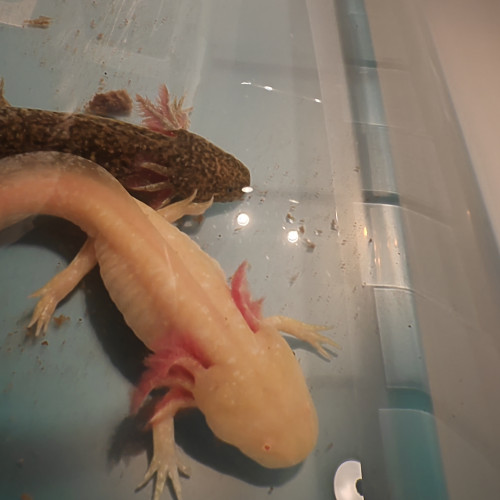 Axolotls
