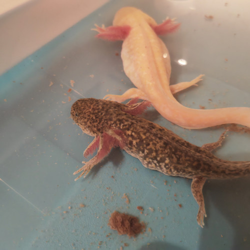 Axolotls