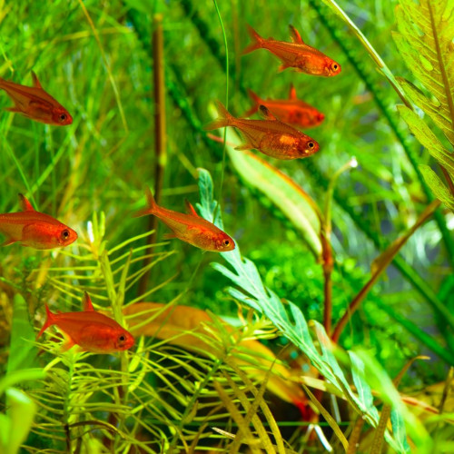 10 tetras Amandae et 10 Corydoras Pygmaeus