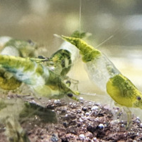 Crevettes Rili Green