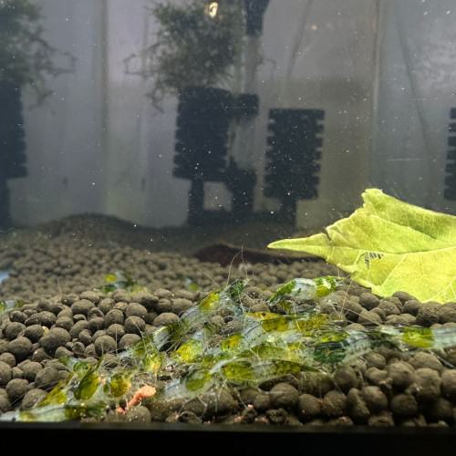 Crevettes Rili Green