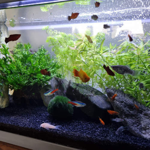 Vend platys argentés, rouge et noir ou orange