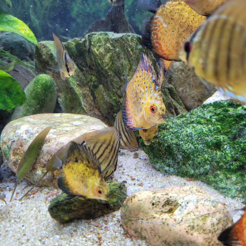 Discus