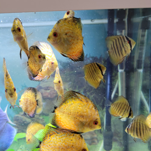 Discus