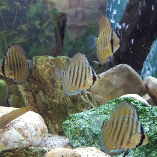 Discus