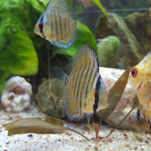 Discus