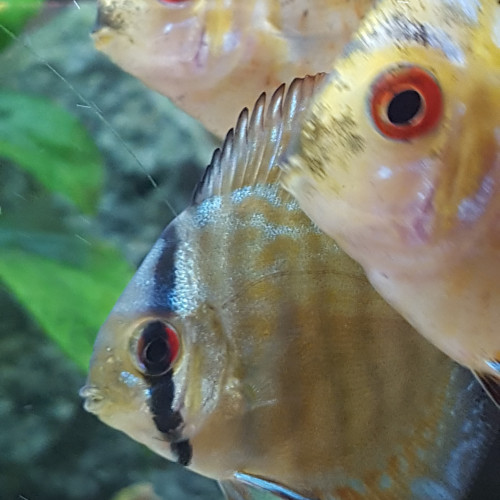 Discus