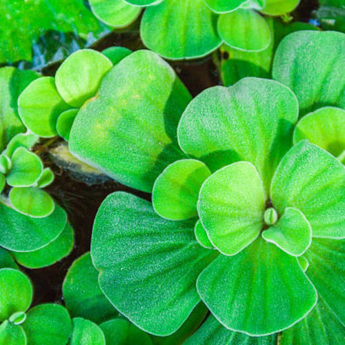 donne ou échange Pistia stratiotes