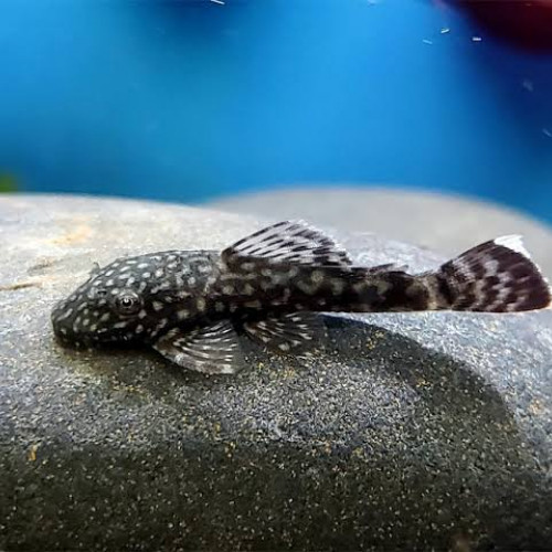 Ancistrus Sp