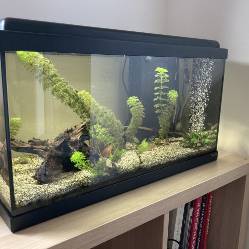 Don Aquarium 60L complet (Aquarium, Poisson, Déco, Accessoires, ...)